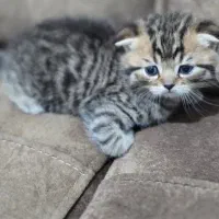 واگذاری بچه گربه اسکاتیش گلد و مشکی