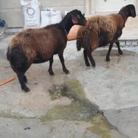 شیشک توقلی قزل افشار درشت ابست