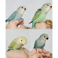 طوطی کوتوله