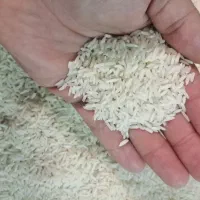 برنج هاشمی محلی سورتینگ شده