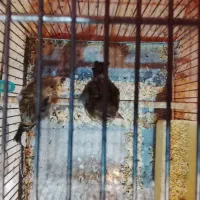 جوجه سهره قناری