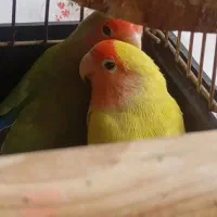 طوطی برزیلی|پرنده|چهاردانگه (تهران), |دیوار