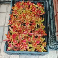 تعویض خاک گلدان در منزل  فروش گل و تحویل درب خانه|گل و گیاه طبیعی|مشهد, فرهنگیان (شهرک غرب)|دیوار