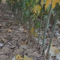 نهال صنوبر تبریزی|خدمات باغبانی و درختکاری|خوی, |دیوار