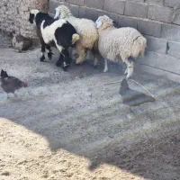 سه تا بره|حیوانات مزرعه|سراوان, |دیوار