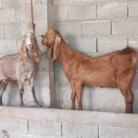 بز آبستن شیری