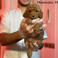 توی پودل های وارداتی