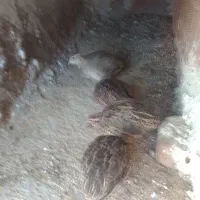 بلدرچین