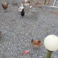 مرغ و خروس محلی|حیوانات مزرعه|صوفیان, |دیوار