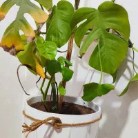 گل برگ انجیری و کاج مطبق