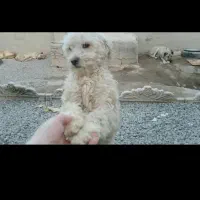 واگذار پاکوتاه خوشکل با مزه