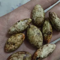 مهره کلکسیونی و زیبا