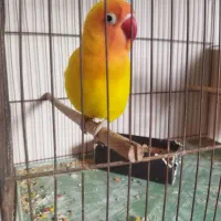 نروماده|پرنده|قم, شاه سید علی|دیوار