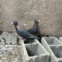 کفتر بزک با سرور|پرنده|شیراز, کوزه گری|دیوار