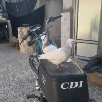 کبوتر جوجه طوقی|پرنده|گنبد کاووس, |دیوار