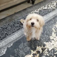 توله شیتزو 2ماهه