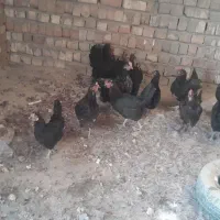 مرغ سیاه