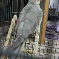 عروس  نر و ماده مولد دستی|پرنده|پاکدشت, پاکدشت (مامازند)|دیوار