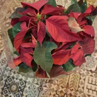 گل طبیعی بنت قنسول