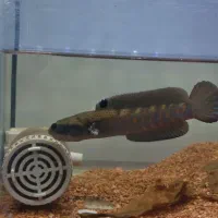 چانا بلو‌پالچرا|ماهی|لنجان, |دیوار