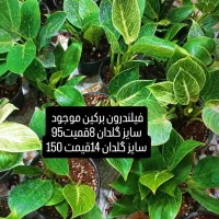 فیلندرون برکین