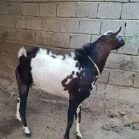 نری چاق و چله شهر طبل