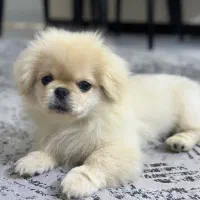 پیکینیز پاپت سایز|سگ|تهران, قیطریه|دیوار