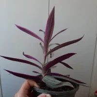 گل زیپلین و قلب ارغوان