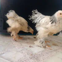 نیمچه برهما 5 ماهه لایت،مشکی،طلایی،پاتریچ،خاکستری|حیوانات مزرعه|اصفهان, پوریای ولی|دیوار