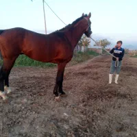 اسب نریان دوخون ۵ ساله قدبلند۱۷۴سانت