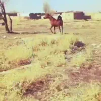 اسب کرد کرمانشاهی