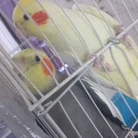 دوعدد عروس هلندی سخنگو