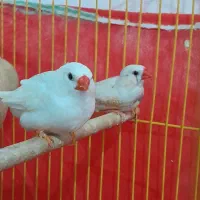 یک جفت فنچ خوشکل بالغ