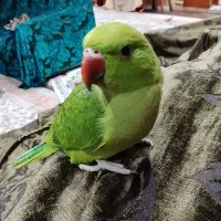جوجه ملنگو تازه دونخور نر دستی چلوندنی