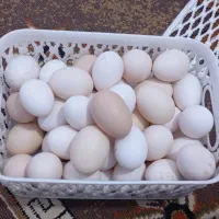 مرغ و خروس گلین تخم گذار