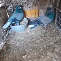 کفتر|پرنده|برخوار, |دیوار