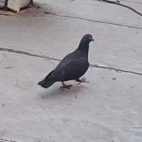 کبوتر پلاکی