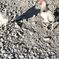 خروس و کهره