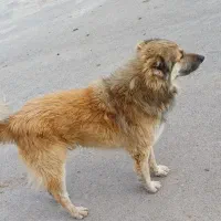 سگ ۱ ساله سراب حالت