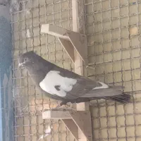 کفتر بهبونی نر|پرنده|شیراز, شهرک مدرس|دیوار