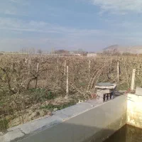 باغ انگور|فروش زمین و ملک کلنگی|نوشین شهر, |دیوار