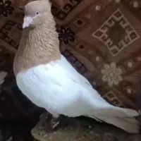 پرنده کله زرد|پرنده|خرمآباد, |دیوار