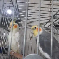 دوعدد عروس هلندی یکی سخنگو بدون قفس
