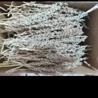 فروش یک کیلو بو خشک شده