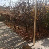 منزل ویلایی فروشی چناران روستای گهوه