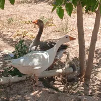 غازنر وماده با جوجه