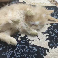 خرگوش|موش و خرگوش|مشهد, نوغان|دیوار