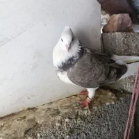 سه کبوتر زیبا