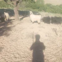 بز داشتی