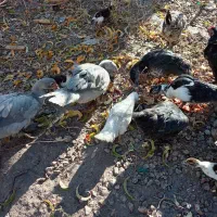 اوردک روسی نقراه ای و سفید سیاه|حیوانات مزرعه|سیلوانه, |دیوار